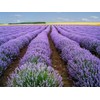 1000+ LAVENDER VERA SEEDS -- HEIRLOOM -- STRONG SCENT - MEDICINAL