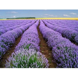 1000+ LAVENDER VERA SEEDS -- HEIRLOOM -- STRONG SCENT - MEDICINAL