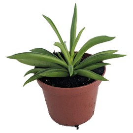 Happy Green Bean Peperomia - Peperomia ferreyrae - 2.5" Pot