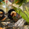 WEWAYKGJ Betta Fish Tunnel with Suction Cup - Aquarium Fish
