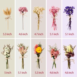 WGXX 10/12/24 Pack Dried Flowers for Vase Various Mini Bouquet Dried Small Wildflowers Natural Real Flowers Bulk for Crafts DIY Wedding Decor (10, Classic Color2)