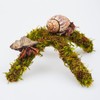 Begeterday Hermit Crab Accessories, 6 inch Hermit Crab Climbing Toys