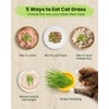 1 Pound Non-GMO Organic Wheat Cat Grass Seeds - Individual