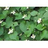 Home-Growth Fish Mint, Houttuynia Cordata, Chameleon Plant - 10 Bare