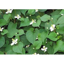 Home-Growth Fish Mint, Houttuynia Cordata, Chameleon Plant - 10 Bare Root Plants  - USA