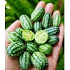 80+Mini Thumb Watermelon Fruit Seeds for Home Garden Outdoor