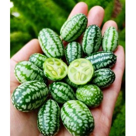 80+Mini Thumb Watermelon Fruit Seeds for Home Garden Outdoor