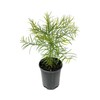 25 Premium Podocarpus Gracilior Seeds - Grow Your Own Exotic