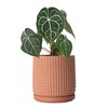 D'vine Dev D'vine Dev 6 Inch Terracotta Beaded Planter Pot