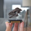 73508 Dinosaur pakikefarosaurusu Skull Mini Model (FDW – 508)