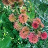 Outsidepride Bright Pink Ricinus Communis Castor Bean Seeds - 15