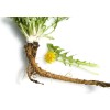Pure Herbs: Dandelion Leaf - 4 oz.