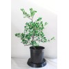 House of Bonsai Japanese white pine ( Pinus Parviflora )