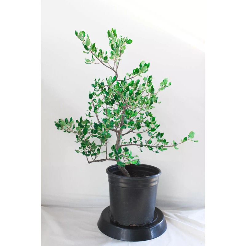 House of Bonsai Japanese white pine ( Pinus Parviflora )