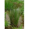 Perennial Farm Marketplace Juncus effusus (Common Soft Rush) Ornamental Grass,