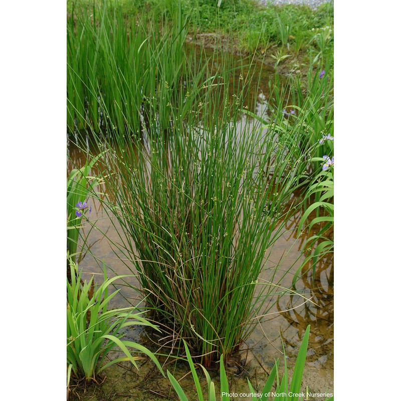 Perennial Farm Marketplace Juncus effusus (Common Soft Rush) Ornamental Grass,