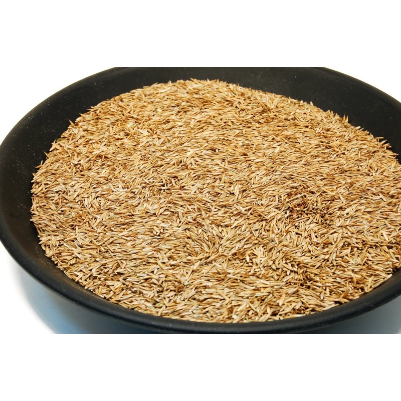 Kentucky 31 K31 Tall Fescue Grass Seed by Eretz -