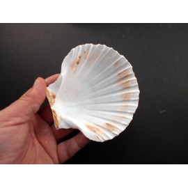 Set of 24 Large White Baking Scallop (3.5"-4") Restaurant Quality Real Seashells Beach Wedding Coastal Crafts and Decor - Florida Shells and Gifts Inc.