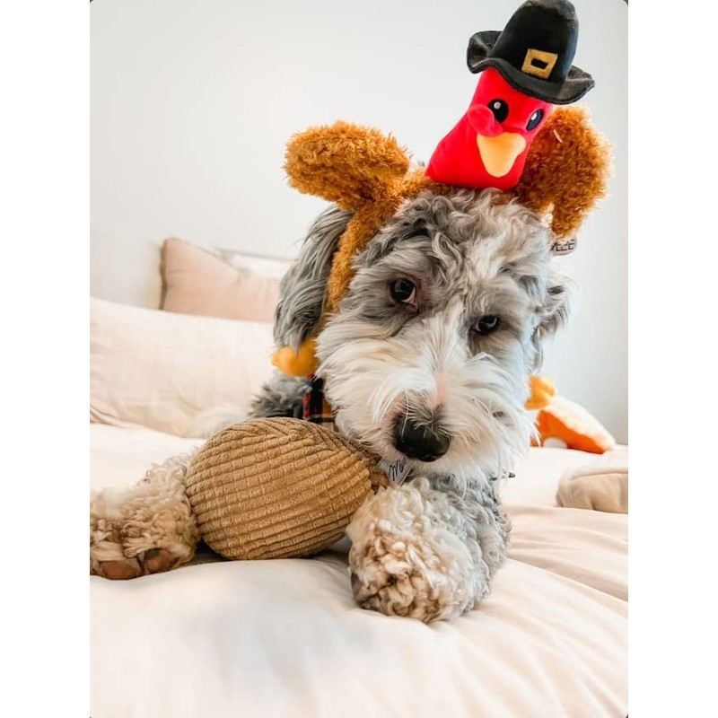 Midlee Pilgrim Turkey Thanksgiving Dog Headband