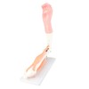 Arm Moving Model Anatomical Elbow Joint Motion Model Primary School