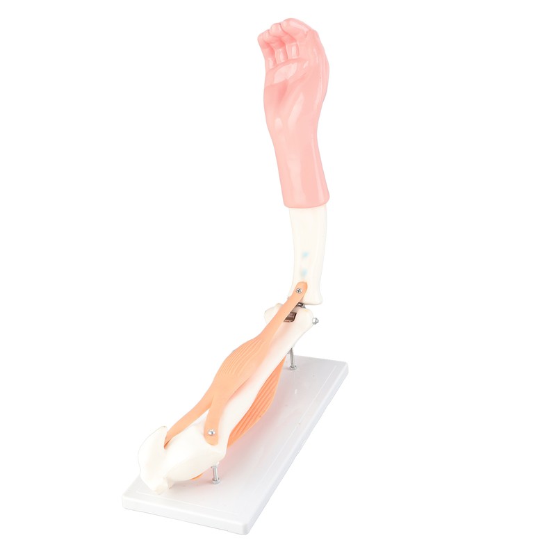 Arm Moving Model Anatomical Elbow Joint Motion Model Primary School