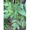 Unbranded 100 SEMILLAS DE TRONADORA DIABETINA ESPERANZA TECOMA STANS YELLOW