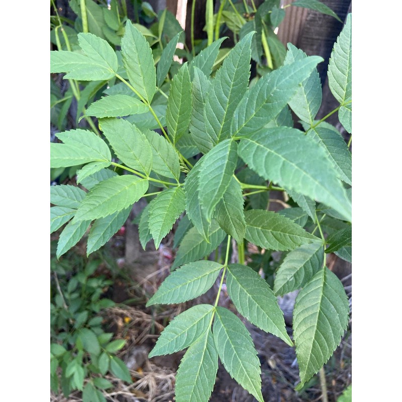 Unbranded 100 SEMILLAS DE TRONADORA DIABETINA ESPERANZA TECOMA STANS YELLOW