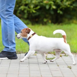 YUDOTE Soft Leather Dog Collar with Safety Quick Release Metal Buckle, Natural Cotton, Padded Faux Leather Collar for Medium Dogs with Sensitive Skin, Brown