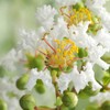 Generic Natchez Crape Myrtle, Exfoliating Bark, Pure White Flowering, Hardy,
