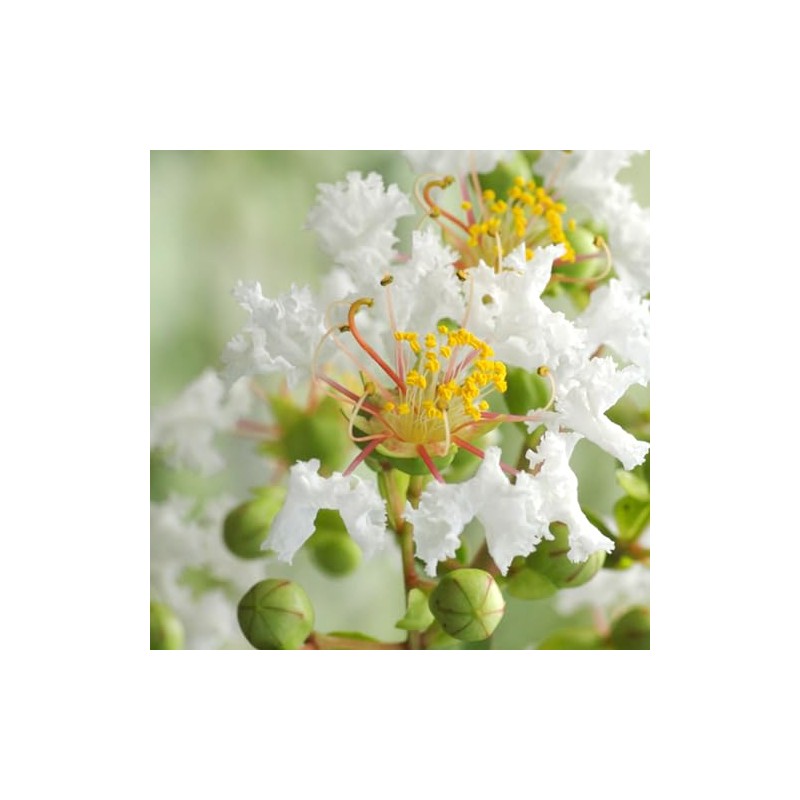 Generic Natchez Crape Myrtle, Exfoliating Bark, Pure White Flowering, Hardy,