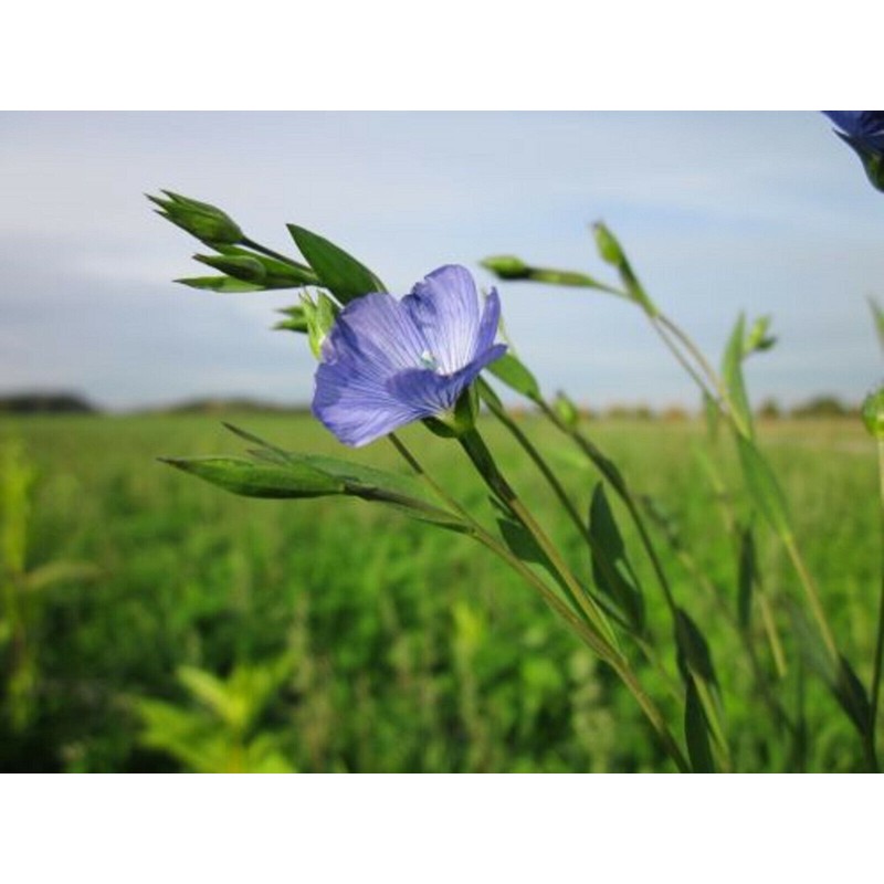 Purple Blue Linen Flax Flower 2000+ Seeds | Blue/Purple Linseed