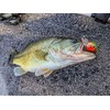 Bandit Crank 200-Series 2-Inch Mistake 4 to 8-Feet Deep Bait