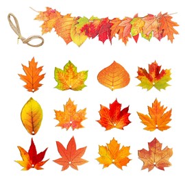 Regendeko Pack of 12 Thanksgiving Autumn Decoration Wooden Pendant