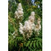 Pure Herbs: Meadowsweet (Queen of the Meadow) - 4 oz.
