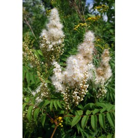 Pure Herbs: Meadowsweet (Queen of the Meadow) - 4 oz.