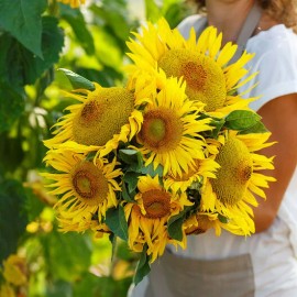 Mother Nature's Seeds Sunflower DWARF YELLOW PYGMY 18” Tall SAFE FOR BEES Non-GMO 25 Seeds.