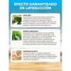 X2 Beinshape Espirulina En Cápsulas - Suplemento Natural