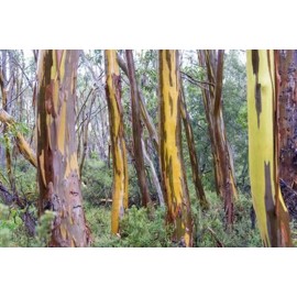 Toadstool Seeds 50 Tasmania yellow Eucalyptus Seeds Tree Flower Perennial Flowers Seed 1342