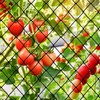 Bird Netting, 25’x100’ Garden Netting with 2” Mesh Net as