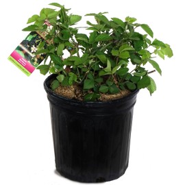 Rubus 'Chester' (Thornless Blackberry) Edible-Shrub, blackberry, #2 - Size Container