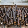 Seeds Salsify Black Root Scorzonera Heirloom Vegetable for Planting Non