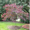 Generic Forest Pansy Redbud Tree, Vibrant Purple Flowers, 7 gal.