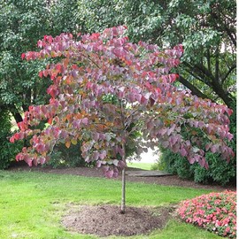 Generic Forest Pansy Redbud Tree, Vibrant Purple Flowers, 7 gal. Nursery Pot, 3-4 ft Tall(Due to Agricultural Laws, we Cannot Ship to CA, AZ, AK, or HI), Purple, Green