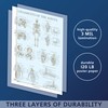 Palace Learning 4 Pack - Anatomical Poster Set - Laminated