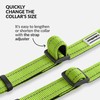 CollarDirect Reflective Dog Collar for Small Medium Large Dog Puppy