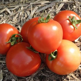 2 Tomato Plants Live, 4 to 8 Inch Tall, Early Tomato Plants, Tomato Plants Live, Heirloom Tomato Plants, Tomato Plants Live for Planting Outdoors