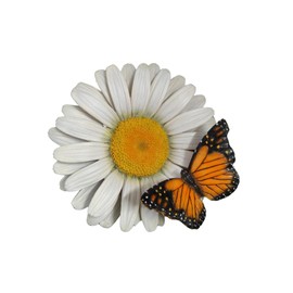 Vivid Arts - Hängendes weißes Gänseblümchen mit Schmetterling – Gartendekoration – drinnen und draußen