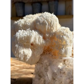 Undisclosed Lion's Mane Fruiting Block | 5 lbs. |
