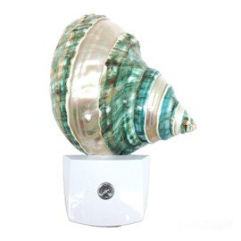 PEPPERLONELY Banded Jade Turbo Shells Night Light, Auto Sensor LED Night Light Plug in Indoor for Adults, Natural Seashell Beach Home Décor, Shell Size 4 Inch