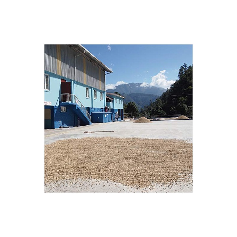 Matsuya Coffee Raw Beans Jamaica Blue Mountain No.1 (7.1 oz